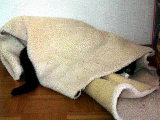 http://www.bonpourtonpoil.ch/images/chat-cale.JPG