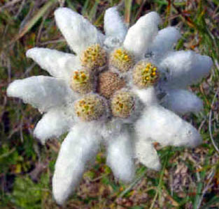 edelweiss.jpg